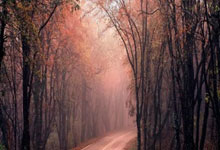 半场:博德鲁姆体育1-4费内巴切,普斯卡什、塔利斯卡点射.